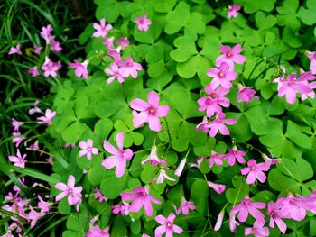 High angle view of pink flowering plants