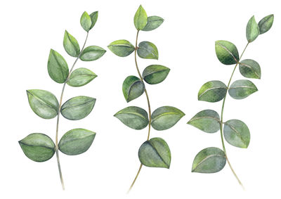 Close-up of leaves against white background