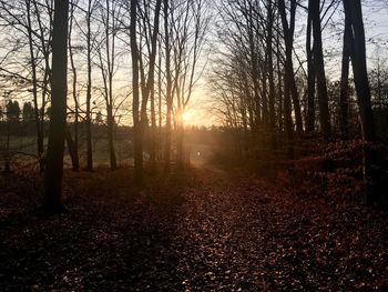 Trees in forest against sky at sunset