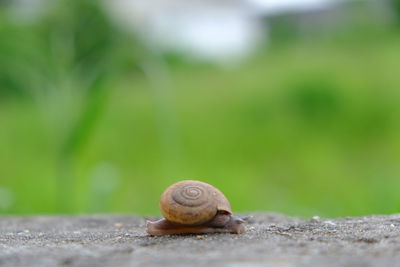 A  snail clinging on concrete wall. macro of small brown snail with blur grass field in background