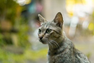 Close-up of a cat looking away