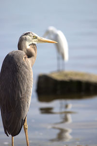 Close-up of gray heron perching on lake