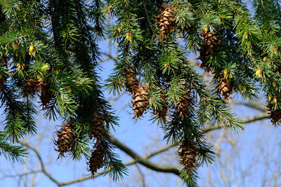 Low angle view of pine tree