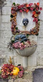 Potted plants on wall