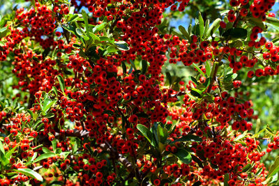 A closeup of the splendid cotoneaster plant with its red berries.