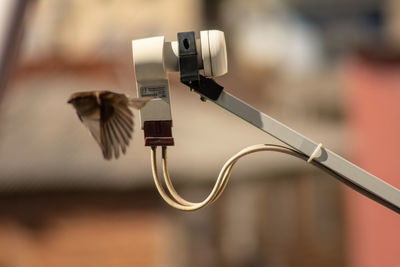 Close-up of electric lamp on cable