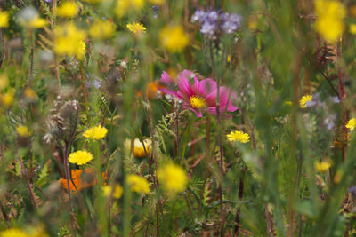 Close-up of yellow flowering plants on field