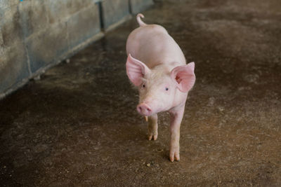 Small pigs at the farm,swine in the stall. group of piglets a farm yard at thailand meat industry.