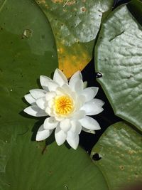 Close-up of white lotus water lily blooming outdoors