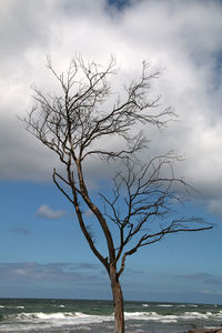Bare tree by sea against sky