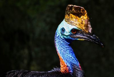 Close-up of peacock