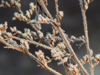 Close-up of plant against blurred background