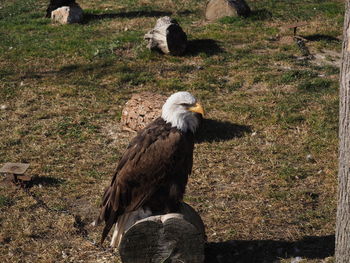 Bird perching on field