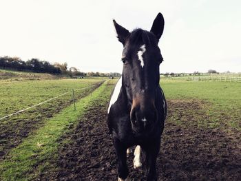 Portrait of horse standing on field