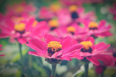 Close-up of pink flowers