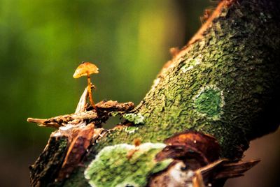 Close-up of mushroom growing on tree trunk