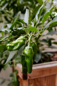 Close-up of green chili pepper plant