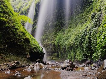 Scenic view of waterfall in forest