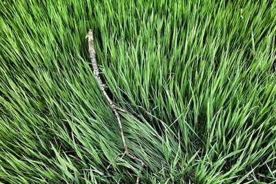 View of crop in field