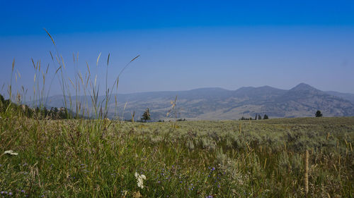 Scenic view of field against clear blue sky