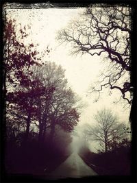 Road passing through forest