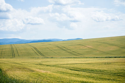 Scenic view of agricultural field against sky