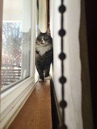 Portrait of a cat on window sill