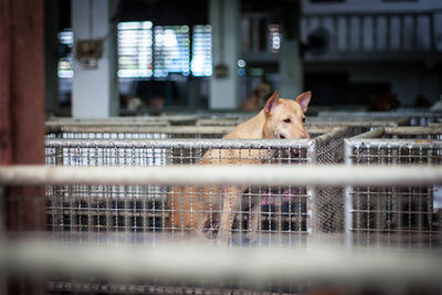 View of cat in cage