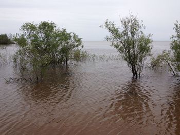 Trees on beach against sky