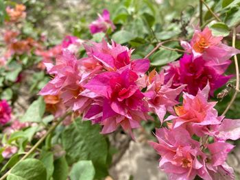 Close-up of pink flowering plant