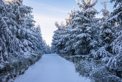 Snow covered trees against sky