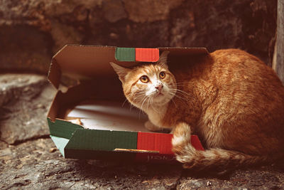 Close-up of a cat looking up