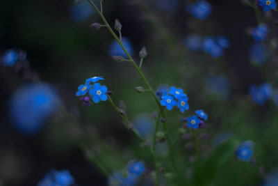 Close-up of purple flowers