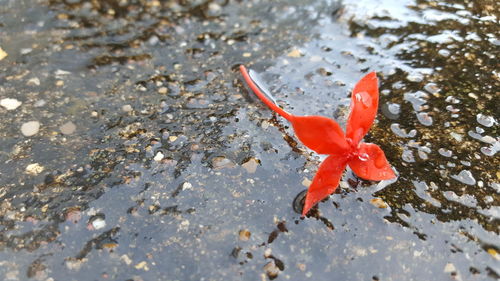 High angle view of red maple leaves