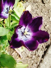 Close-up of purple flowers