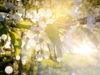 Close-up of white cherry blossoms in spring