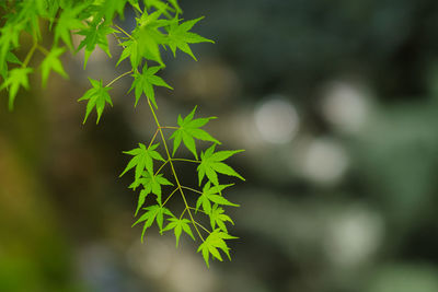 Close-up of plant against blurred background