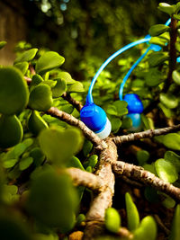 Close-up of blue berries on tree