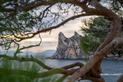 Pine tree branches and mountain massive karaul oba in background. novyi svit, crimea