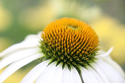 Close-up of coneflower blooming outdoors