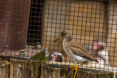 Close-up of bird perching on metal fence