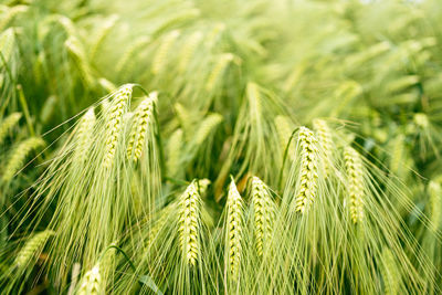 Macro close up of fresh ears of young green wheat in summer field. agriculture scene.