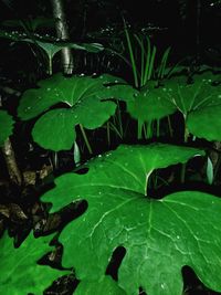 High angle view of raindrops on leaves