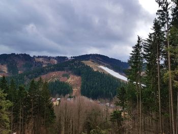 Panoramic view of pine trees in forest against sky