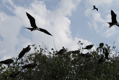 Low angle view of bird flying against sky