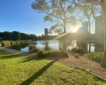 Sunlight streaming through trees by lake against sky on sunny day