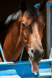 Close-up of horse in stable