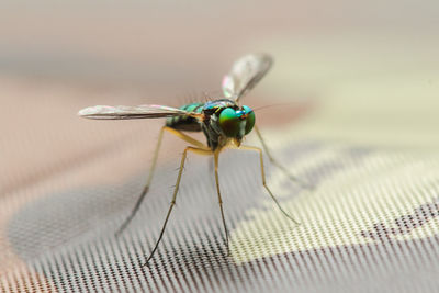 Close-up of fly