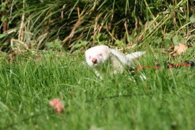 Dog running in field