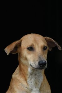 Close-up portrait of dog against black background